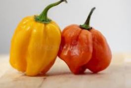 Piment habanero